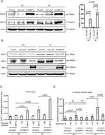 SGLT1 Antibody in Western Blot (WB)