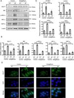 SGLT1 Antibody in Western Blot (WB)