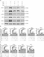 SGLT1 Antibody in Western Blot (WB)