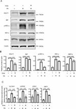 SGLT1 Antibody in Western Blot (WB)
