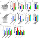 EGR1 Antibody in Western Blot (WB)