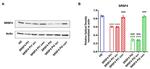 SRSF4 Antibody in Western Blot (WB)