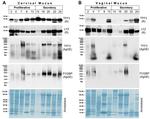 Lysozyme Antibody in Western Blot (WB)
