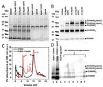 S100A9 Antibody in Western Blot (WB)