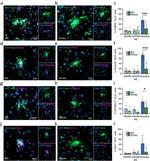 IAH1 Antibody in Immunohistochemistry (IHC)