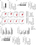 Arginase 1 Antibody in Western Blot (WB)