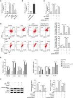 Arginase 1 Antibody in Western Blot (WB)