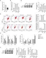 Arginase 1 Antibody in Western Blot (WB)