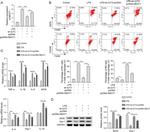 Arginase 1 Antibody in Western Blot (WB)