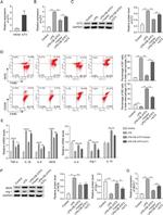 Arginase 1 Antibody in Western Blot (WB)