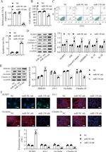 ZO-1 Antibody in Western Blot (WB)