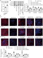 ZO-1 Antibody in Western Blot (WB)