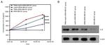 IL-8 (CXCL8) Antibody in Western Blot (WB)