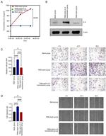 IL-8 (CXCL8) Antibody in Western Blot (WB)