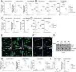 iNOS Antibody in Western Blot (WB)