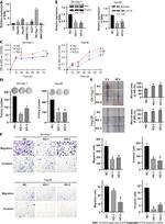 PPP2R5E Antibody in Western Blot (WB)