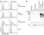 LIMP2 Antibody in Western Blot (WB)