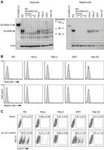 LIMP2 Antibody in Western Blot (WB)