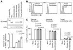 LIMP2 Antibody in Western Blot (WB)