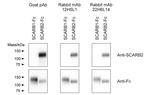 LIMP2 Antibody in Western Blot (WB)