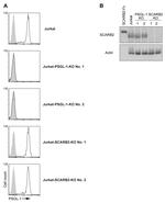 LIMP2 Antibody in Western Blot (WB)