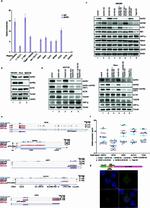 SLTM Antibody in Western Blot (WB)