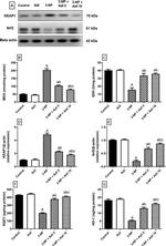 KEAP1 Antibody in Western Blot (WB)