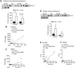 Cathepsin C Antibody in Western Blot (WB)