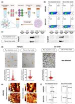 CD63 Antibody in Western Blot (WB)