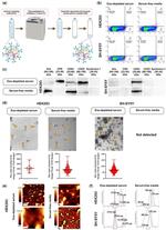 CD63 Antibody in Western Blot (WB)