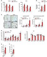F4/80 Antibody in Flow Cytometry (Flow)