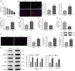 NOX4 Antibody in Western Blot (WB)