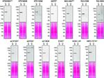 VPS35 Antibody in Western Blot (WB)