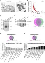 CD81 Antibody in Western Blot (WB)
