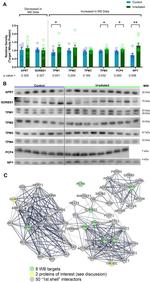 TPM1 Antibody in Western Blot (WB)