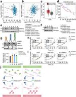 GNA13 Polyclonal Antibody