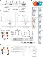 ERN2 Antibody in Western Blot (WB)