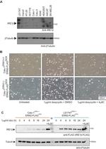 ERN2 Antibody in Western Blot (WB)