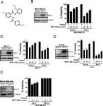 Bcl-2 Antibody in Western Blot (WB)