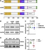JPH2 Antibody in Western Blot (WB)