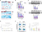 MUC20 Antibody in Flow Cytometry (Flow)