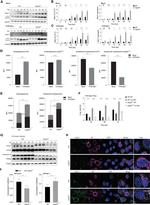 RAB8B Antibody in Western Blot (WB)