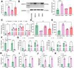 Alcohol Dehydrogenase 1C Antibody in Western Blot (WB)