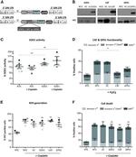 GPX1 Antibody in Western Blot (WB)