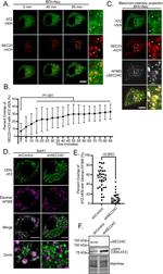 SEC24C Antibody in Western Blot (WB)