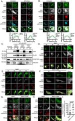 SEC24C Antibody in Western Blot (WB)