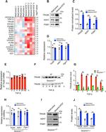 PGM1 Antibody in Western Blot (WB)