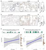 RAB32 Antibody in Immunohistochemistry (IHC)