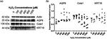 Cytokeratin 19 Antibody in Western Blot (WB)