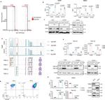 ESRP1 Antibody in Western Blot (WB)